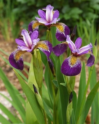 Iris pseudoacorus spartacus